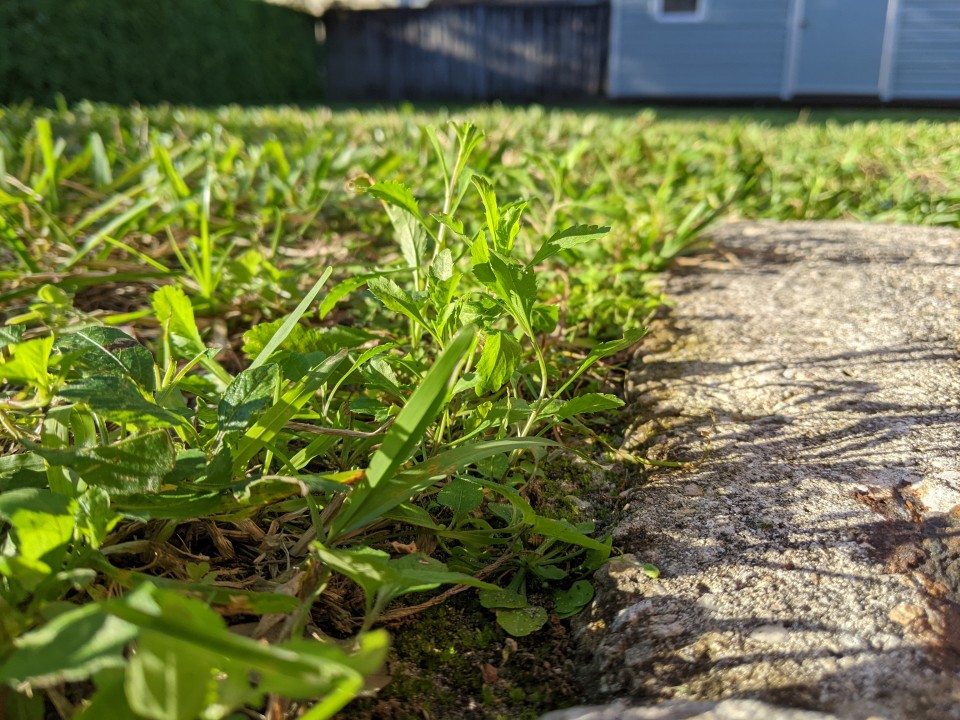 Grass